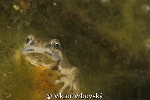 Smooth (Common) Newt (Lissotriton vulgaris) - female by Viktor Vrbovský 